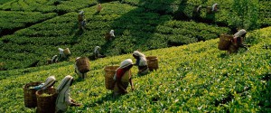 campos de té